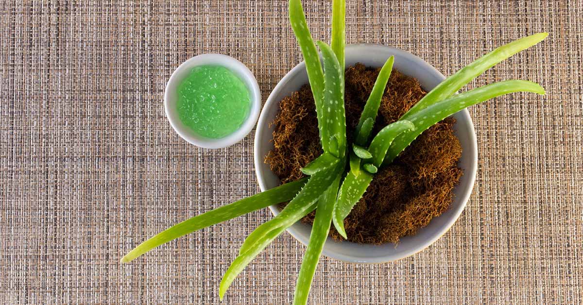 You are currently viewing Χυμός αλόης: Ένας φυσικός σύμμαχος του οργανισμού
