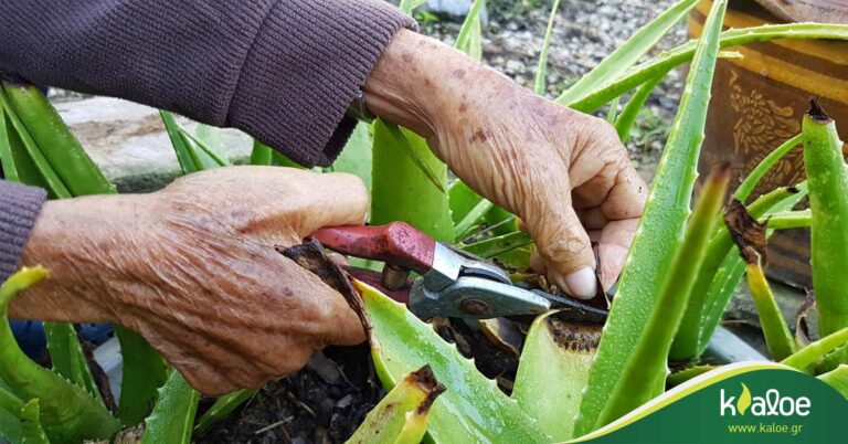 Read more about the article Η Kaloe στηρίζει αποκλειστικά τον Έλληνα παραγωγό αλόης