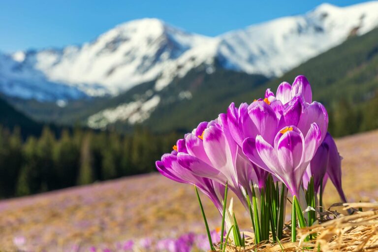 Read more about the article Άγριος Κρόκος: Από τα κρητικά όρη στη μάχη κατά της άνοιας